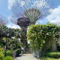 Gardens by the Bay - Skyway 🌴