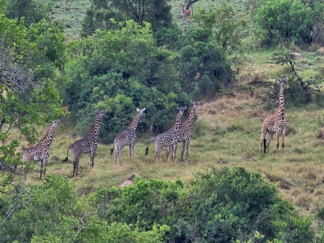 坦桑尼亞 野生動物的樂園