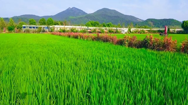 呼吸稻香，回歸本真