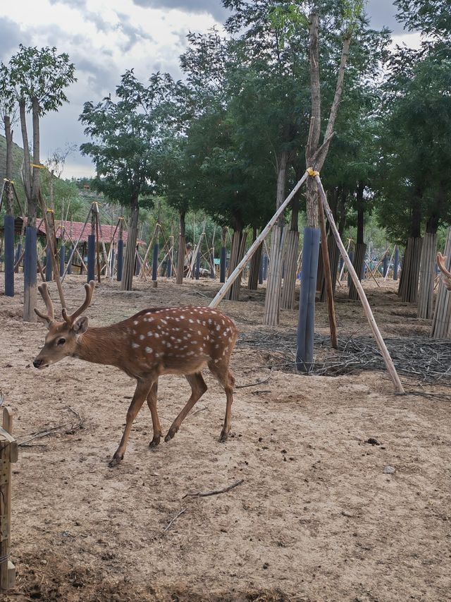 歸野之境的動物樂章，蘭州野生動物與自然共舞