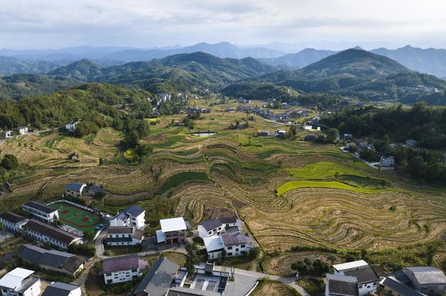 世界灌溉工程遗產鳳堰梯田迎來豐收季。