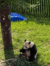 Shenyang forest Zoo