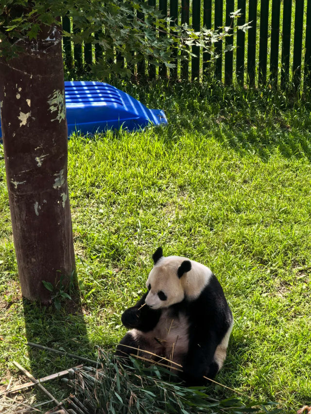 Shenyang forest Zoo