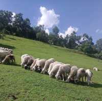 Beautiful grasslands escape in Shaanxi 