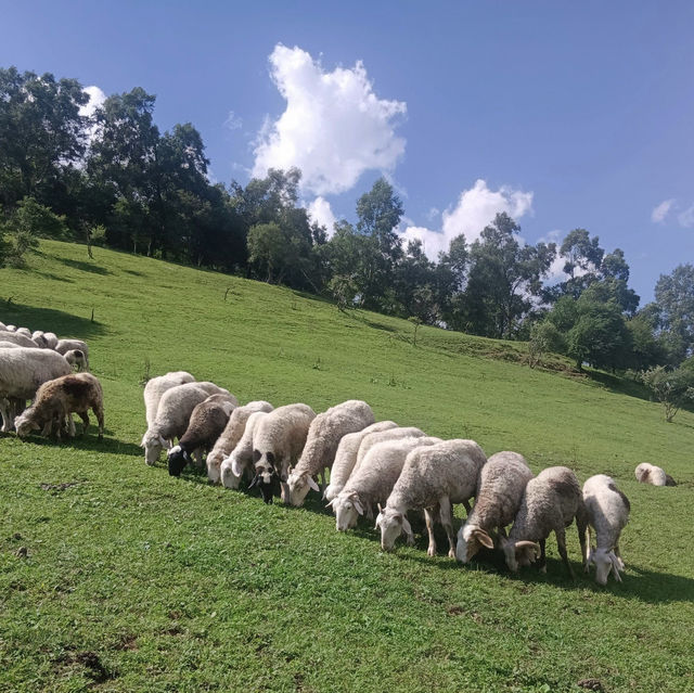 Beautiful grasslands escape in Shaanxi 