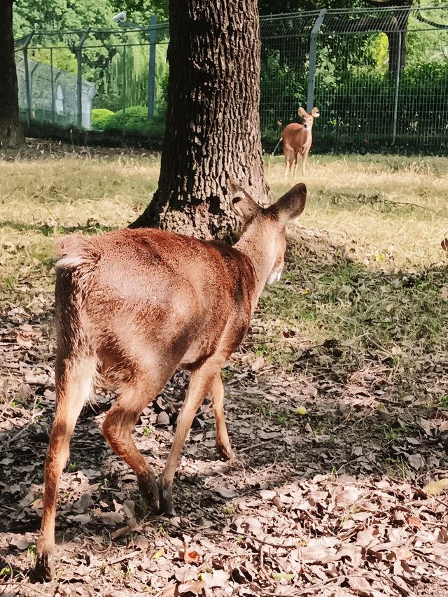 上海華夏公園—「獐」顯溜娃好去處。