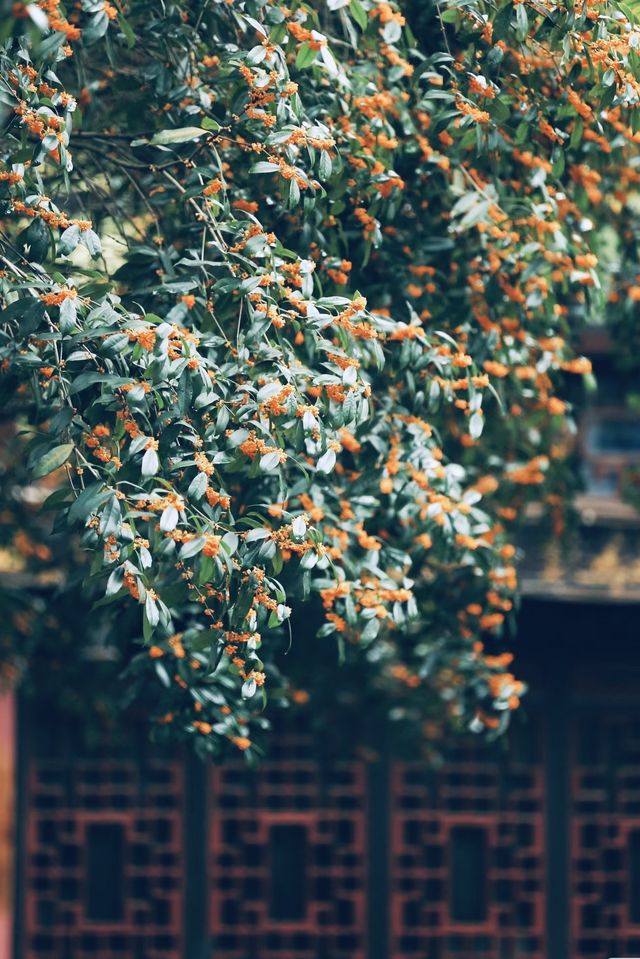 十月份的成都｜滿城盡帶桂花香。
