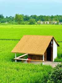 有一種夏天叫做宮崎駿 稻田裡的漫畫小屋。
