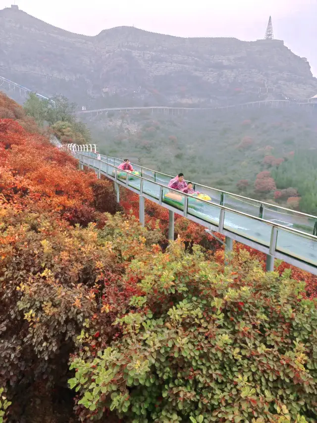Zibo Qishan Red Leaf Viewing: Discover the Most Beautiful Autumn!