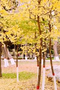 在銀川，去中山公園拾個秋天。