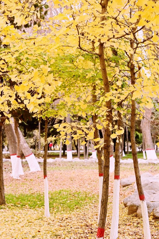 在銀川，去中山公園拾個秋天。