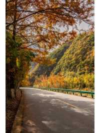 足不出戶，住水杉美宿，賞秦嶺最美鄉村公路。
