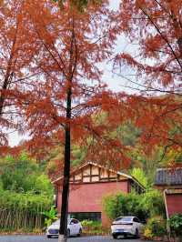 足不出戶，住水杉美宿，賞秦嶺最美鄉村公路。