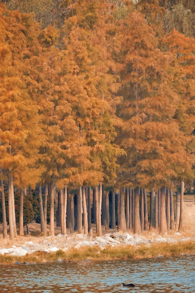 北龍湖濕地公園的水杉，開始紅了。