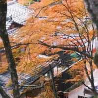 京都 ｜紅葉濃度最盛 絕美的嵐山路線