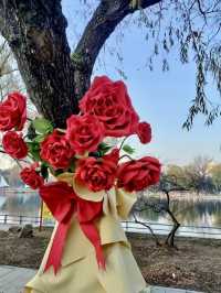 瀋陽南湖公園的玫瑰花樹，太浪漫了！。