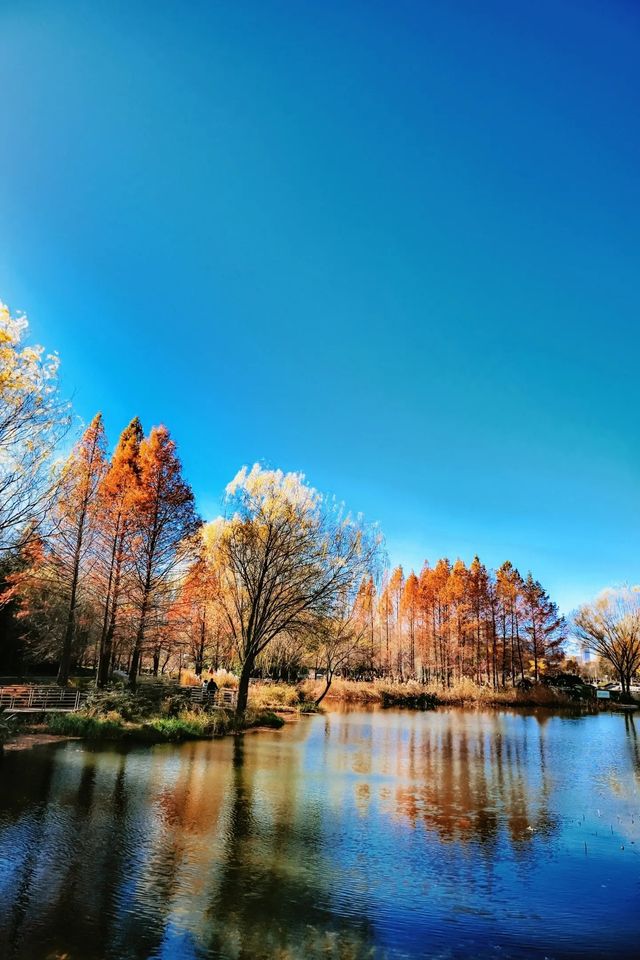 在鄭州植物園發現了浪漫的紅杉樹