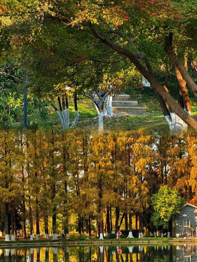 實拍報告武漢這個公園秋景已經美瘋了