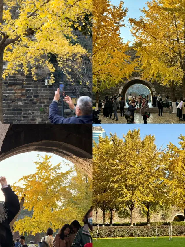 週末の紅葉狩りは漢中門で銀杏の木を見に行く予定です〜