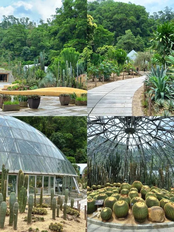 仙湖植物園一日遊❗️保姆級攻略（附路線）