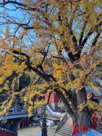 臨沂費縣叢柏庵，山寺清幽，來者皆誠！