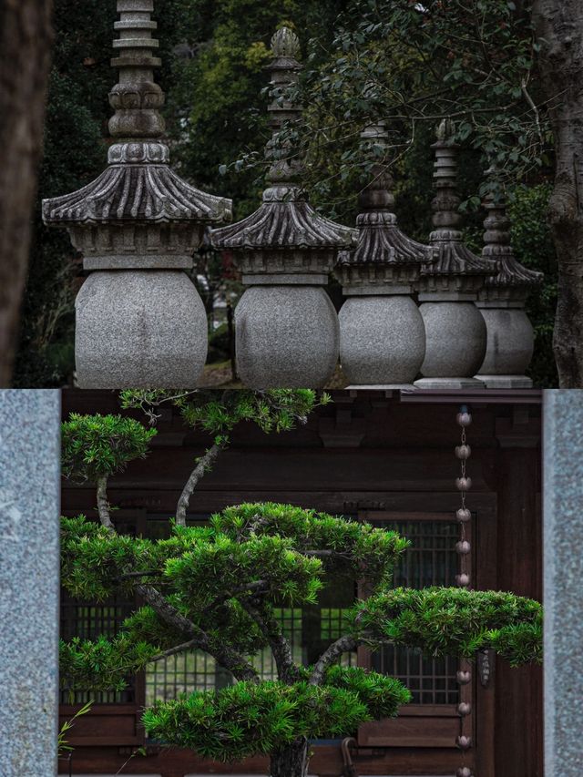 來武義，一定不要錯過這個季節的延福寺