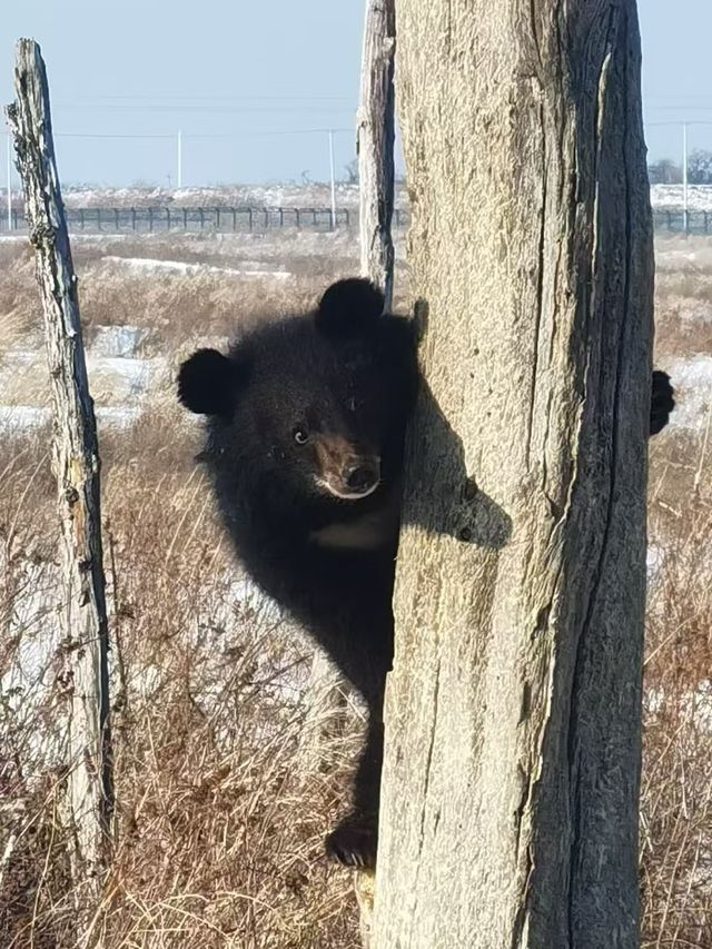 撫遠鎮