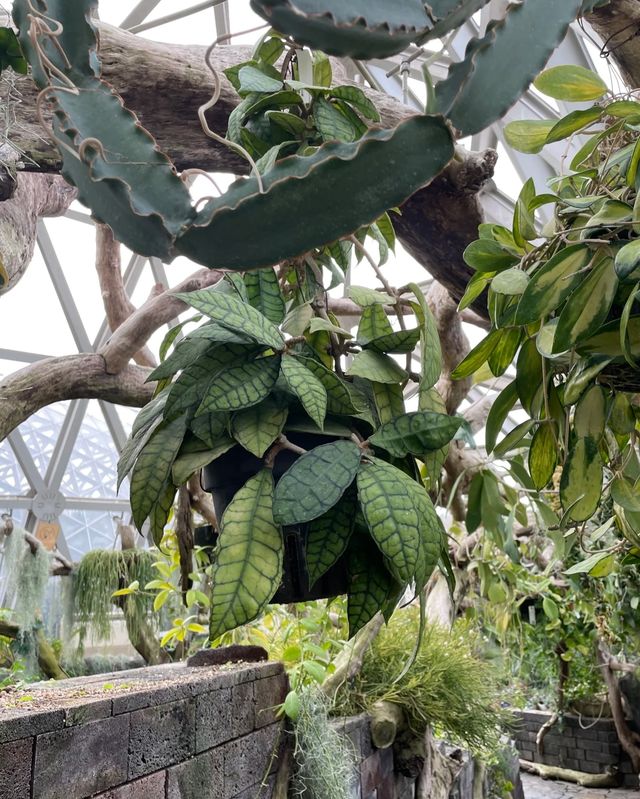 辰山植物園,邂逅自然之美 辰山植物園,邂逅自然之美