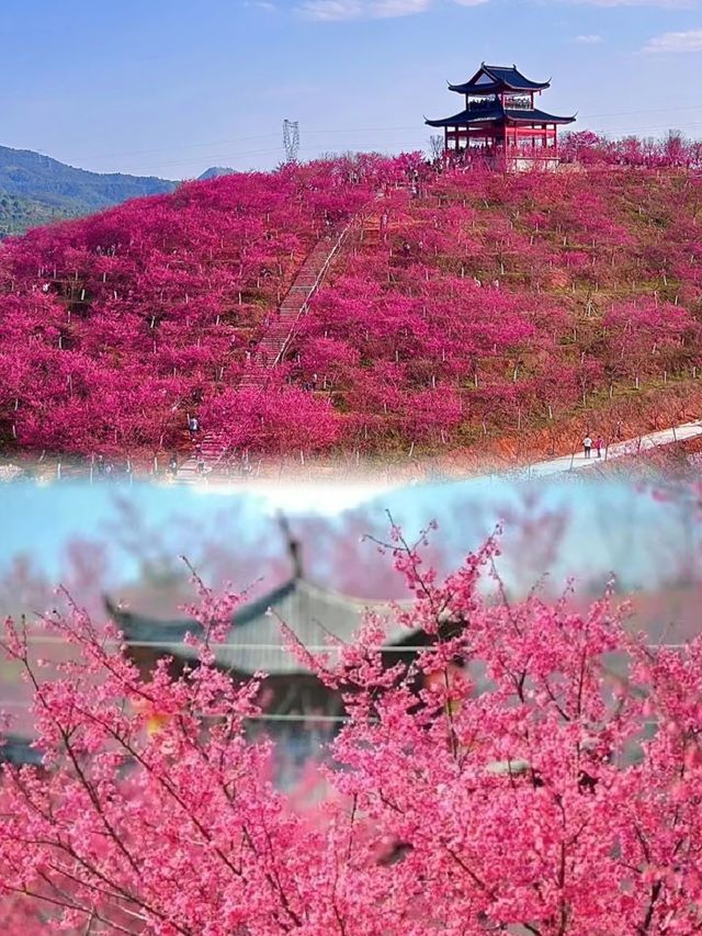 廣東韶關櫻花峪刺激了我的眼睛