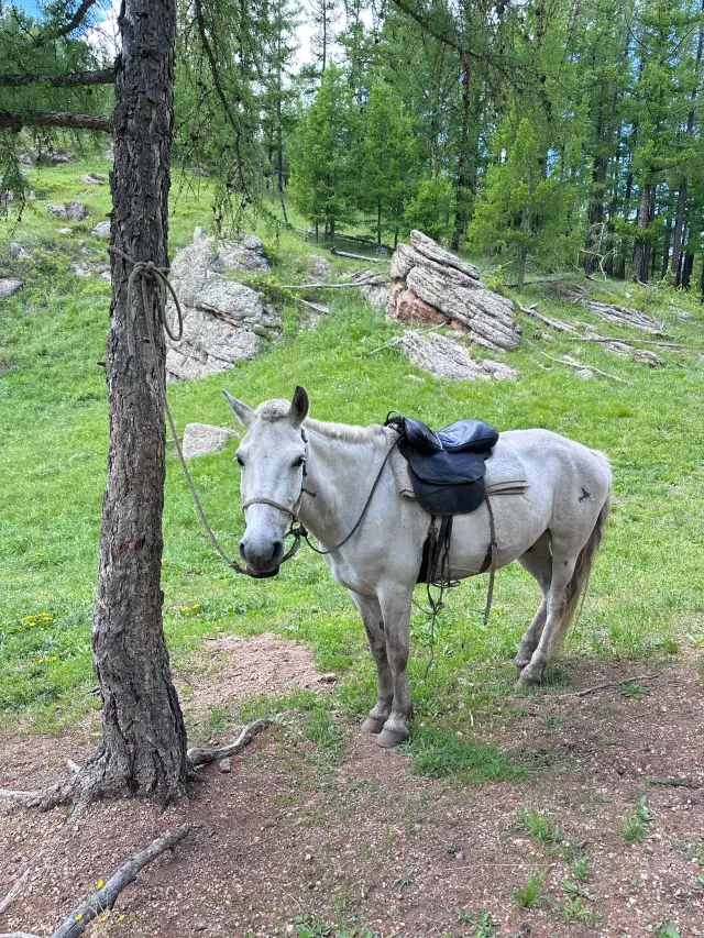 몽골 6일 여행 초원을 완벽하게 즐기기