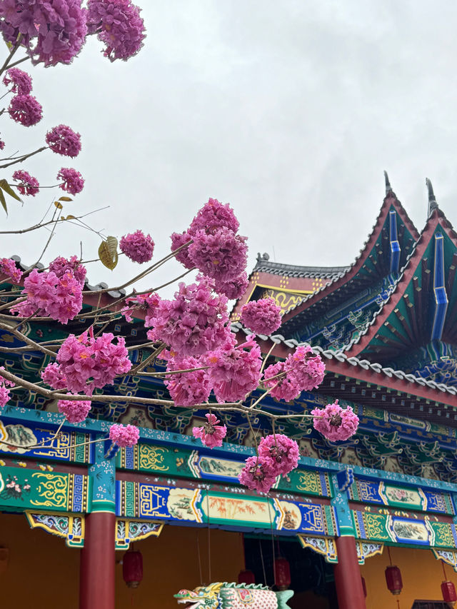 春節祈福、春日賞櫻好去處！
