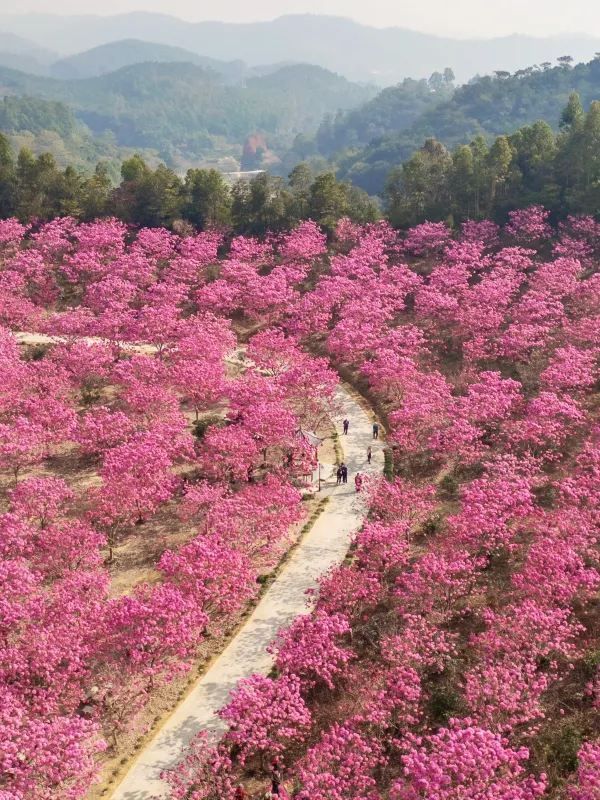 探索廣東最美的粉色花海🌸綠美生態園