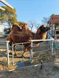 神戶一日遊：萌寵、美景與美食的完美碰撞