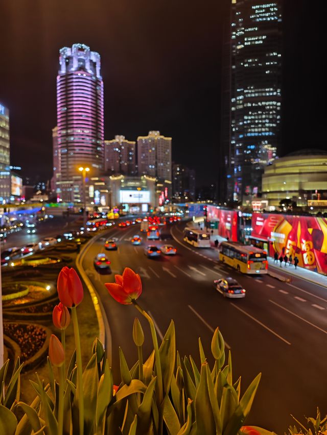 梧桐區鬱金香地圖