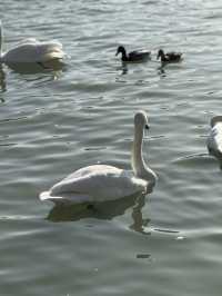 Swan River in Autumn 