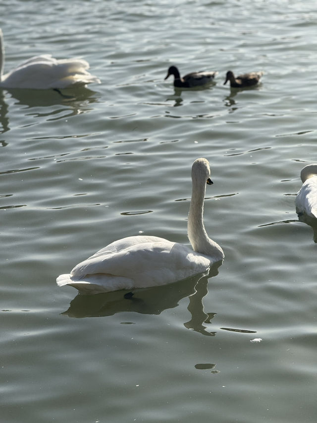 Swan River in Autumn 