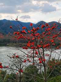 昌江木棉花梯田｜海南這個冷門又好看的縣城火了