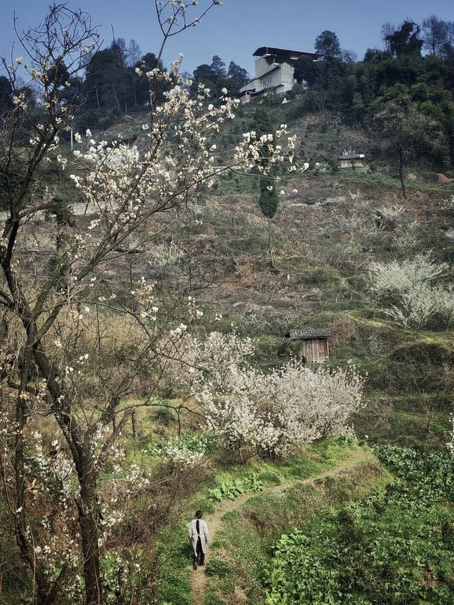 成都1.5小時直達官帽山 徒步挖野菜 太治癒了！