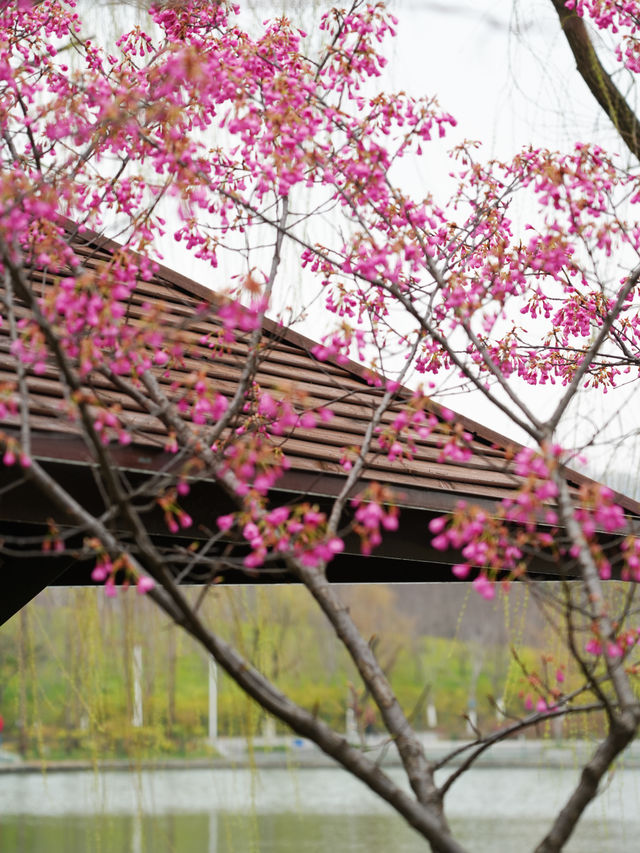 什麼神仙公園比櫻花還浪漫，超好拍
