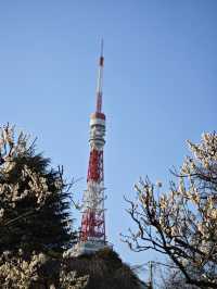 東京早春萬勿錯過：芝公園古梅正當時