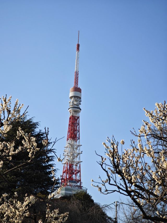 東京早春萬勿錯過：芝公園古梅正當時