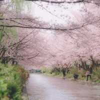 京都限定浪漫 | 伏見十石舟櫻花船🌸