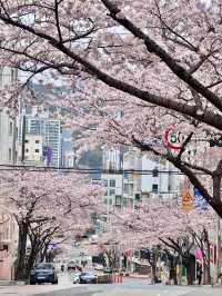 釜山櫻花🌸 根本拍不完，美到超現實！