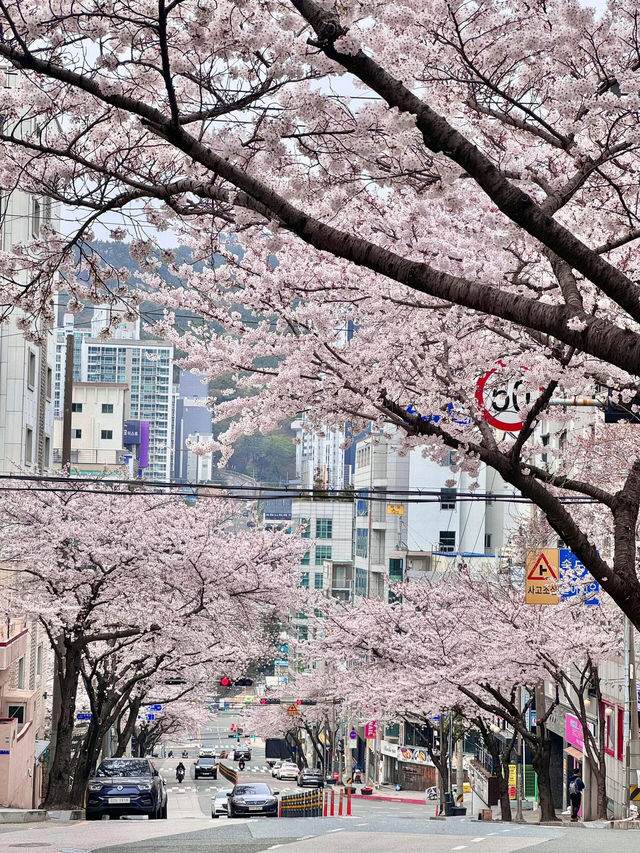 釜山櫻花🌸 根本拍不完，美到超現實！