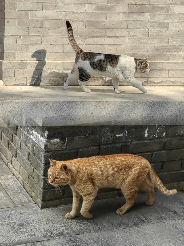 大興善寺簡直就是個喵星人樂園，喵喵們也太悠閒自在了。