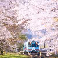 🌸名古屋 | 原以為嵐山電車已美極，直至我來到這裡…
