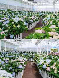 春日繡球花地圖：濟州島篇