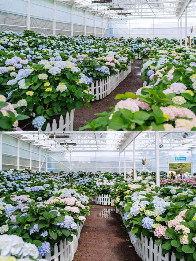 春日繡球花地圖：濟州島篇