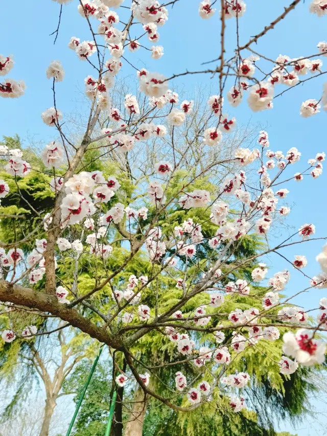 南京玄武湖賞櫻攻略來啦！