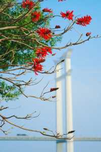 收吓泉州嘅「小紅花」——【刺桐花】
